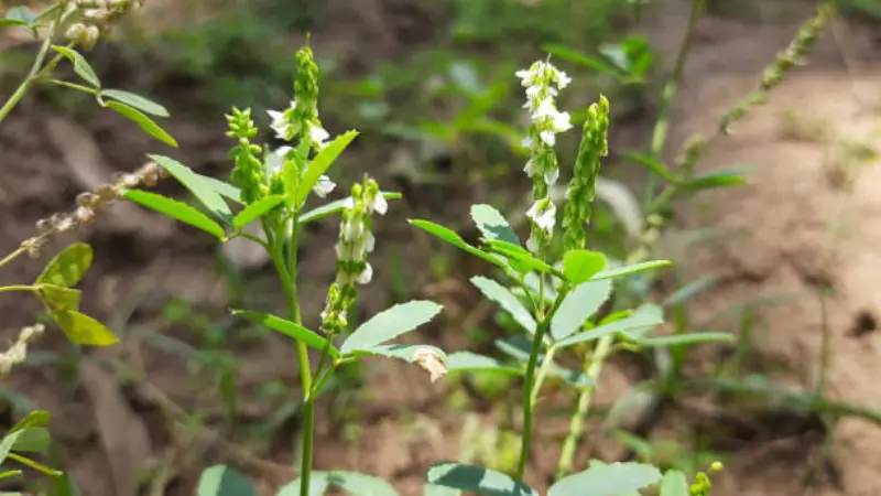 White Melilot flower spikes growing in soil.