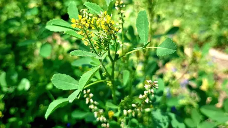 Yellow Melilot flower surrounded by dense green leaves.