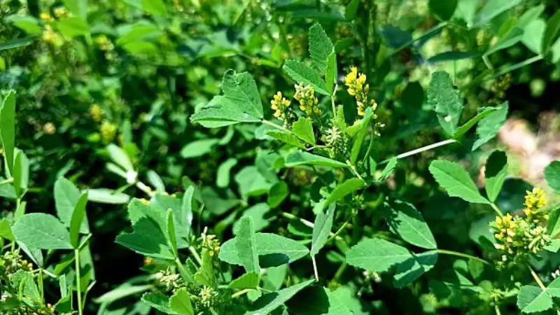 Sweet Clover plant with small yellow flower clusters and green leaves.