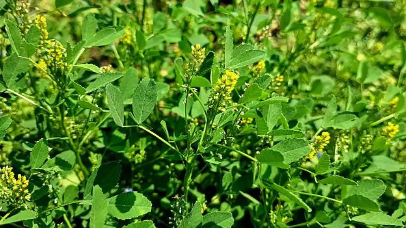 Yellow Melilot flowers scattered among green clover-like leaves.