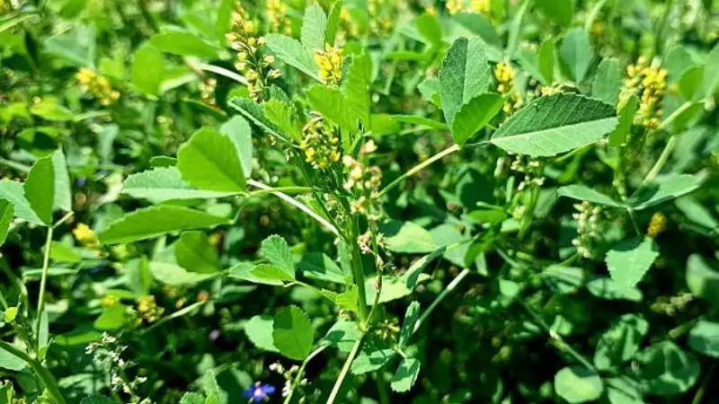 Melilot flower with green leaves and small unopened flower buds.