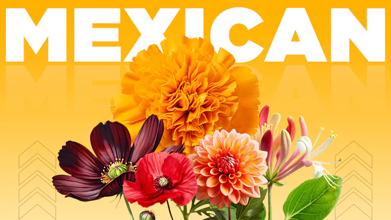 mexican Flowerss