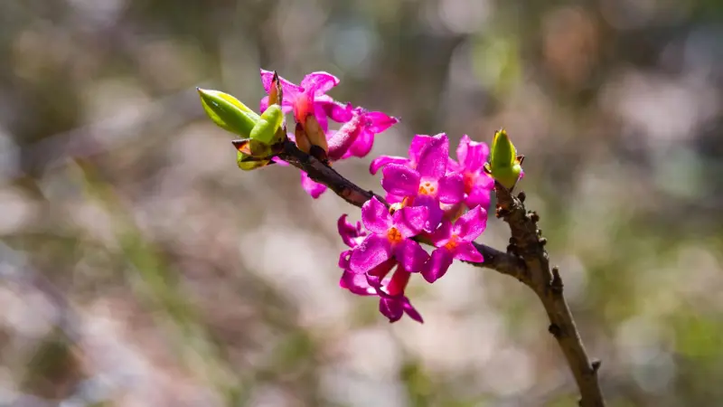 Pink mezereon flowers with buds on a bare woody stem