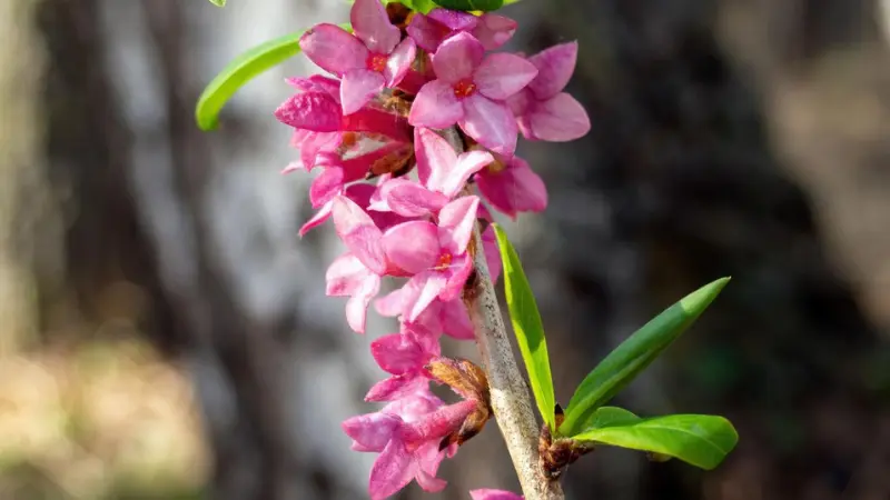 Several flowering mezereon Flowers with pink blossoms