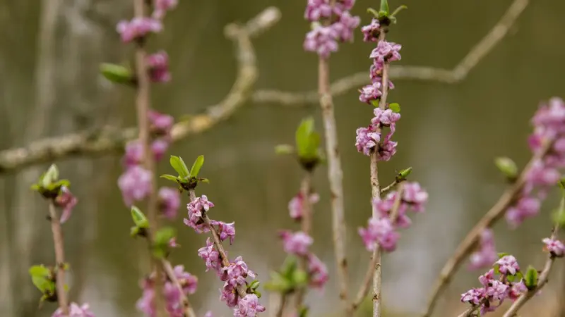 Pink mezereon flowers with narrow green leaves on a branch