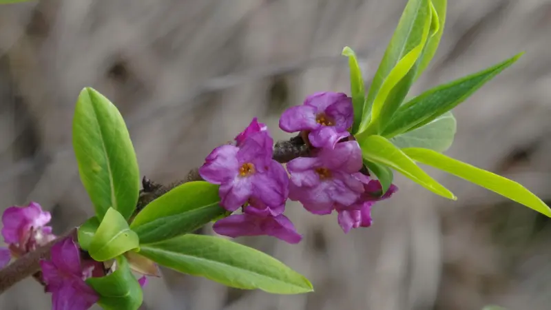 Bright pink mezereon flowers beside an unfurling green leaf bud