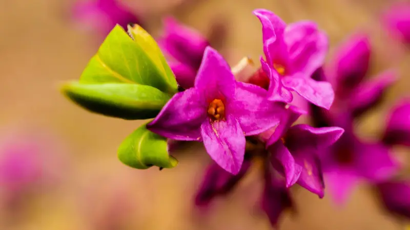 Mezereon flower spike in warm sunlight with a green bud