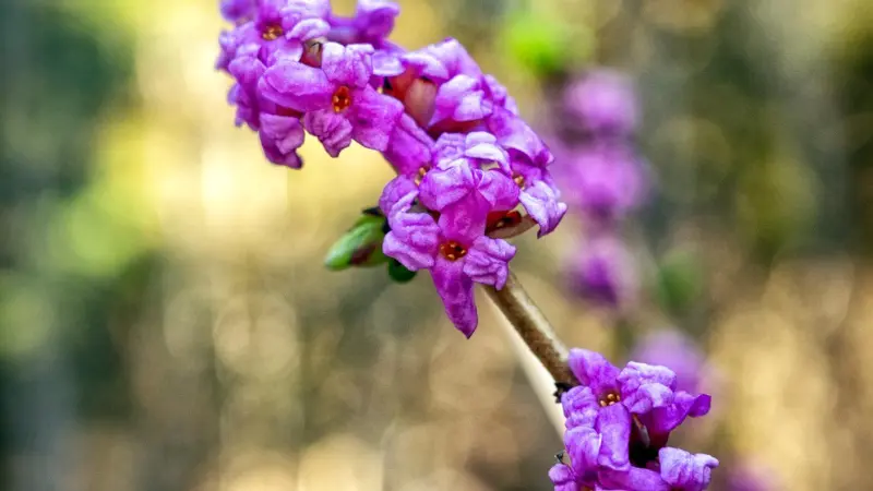 Pink mezereon flowers with a bare branch blurred behind