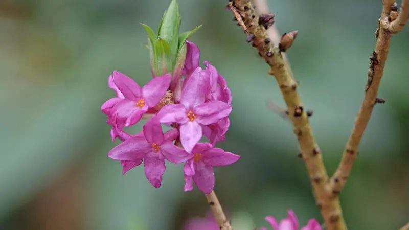 Pink mezereon flowers with a green bud near a bare branch