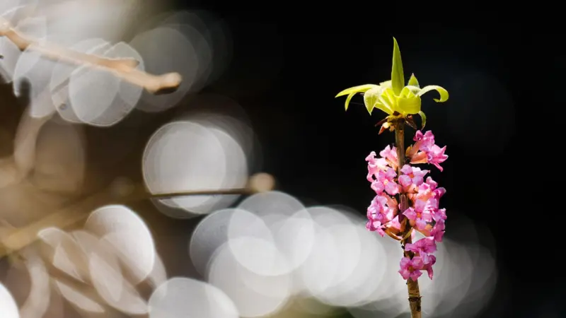 Pink mezereon flower spike with a yellow-green leaf bud at top