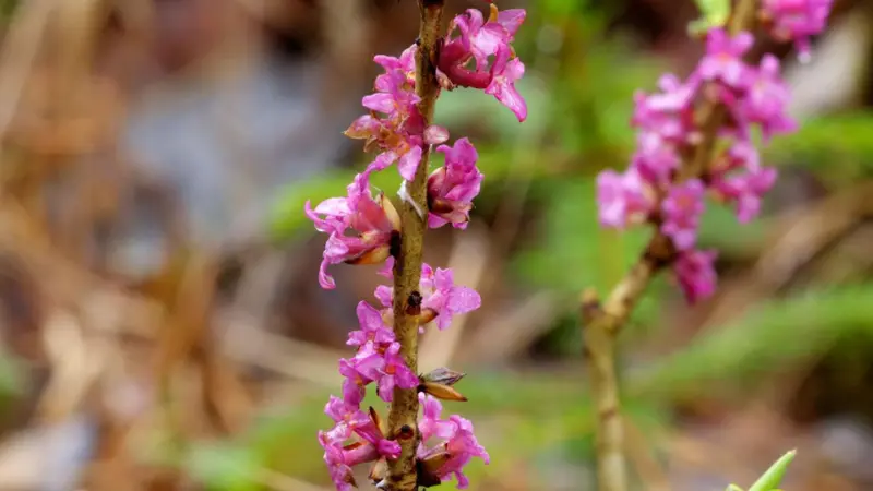 Pink mezereon flowers growing along a thin brown branch