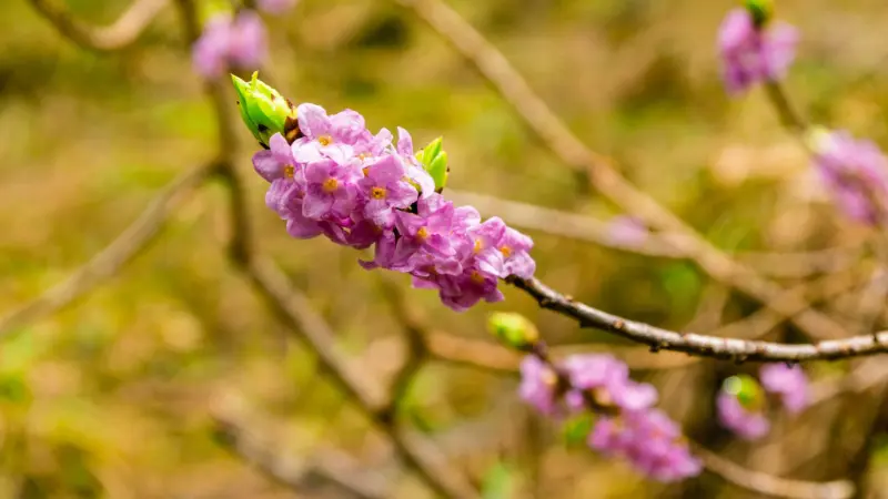 Pink mezereon flowers with golden-yellow stamens