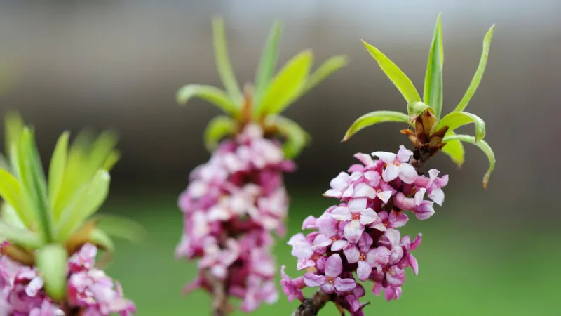 Pink mezereon flowers with orange centers on a branch