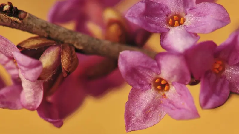 Pink mezereon flower buds on the tip of a woody stem