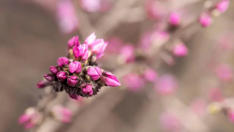 Pink mezereon flowers blooming alongside young green leaves