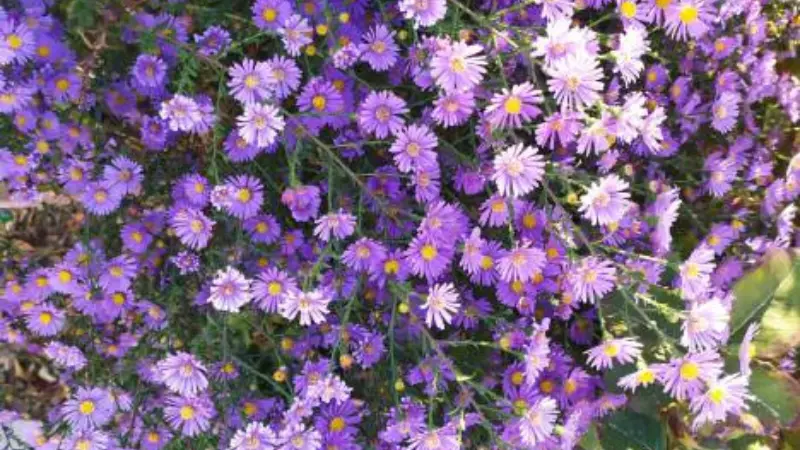 Mass of purple and lavender michaelmas daisy flowers in bloom