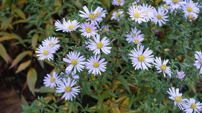 Lilac-colored michaelmas daisy flowers with yellow centers