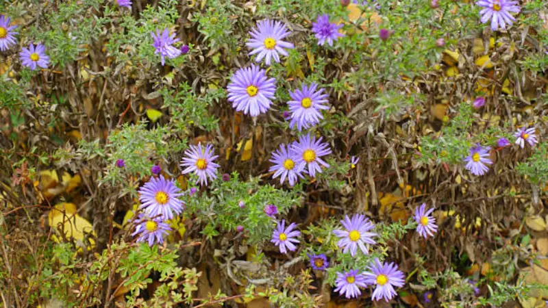 Purple michaelmas daisy flowers with dried autumn leaves