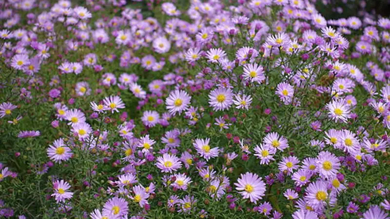 Pink and purple michaelmas daisy flowers in dense bloom