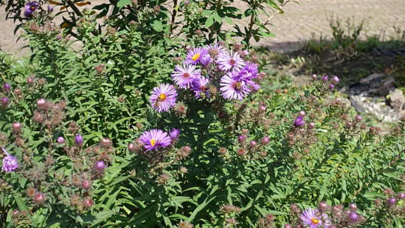 Purple michaelmas daisy flowers growing beside a stone path