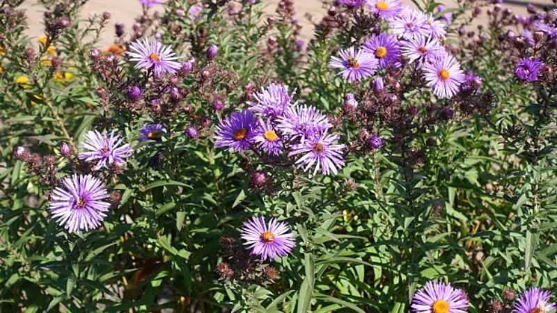 Bright purple michaelmas daisy flowers with orange centers
