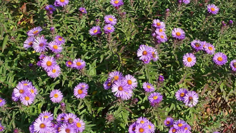 Purple michaelmas daisy flowers blooming in bright sunlight