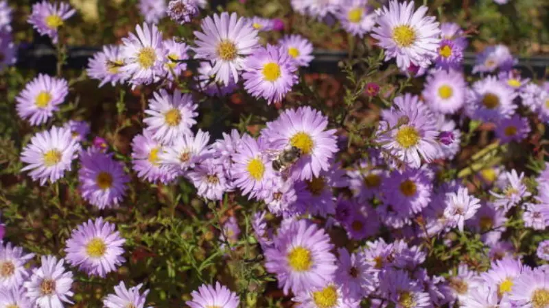 Lavender-purple michaelmas daisy flowers with yellow centers