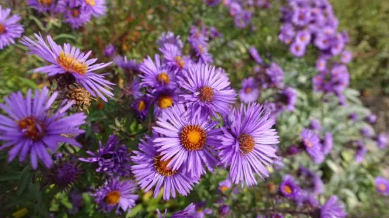 Purple michaelmas daisy flowers with a bee pollinating