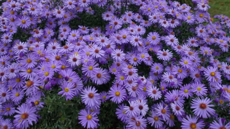 Light purple michaelmas daisy flowers with yellow centers in bloom