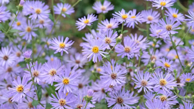 Purple michaelmas daisy flowers blooming on tall stems