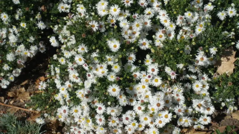 Field of white michaelmas daisy flowers with yellow centers