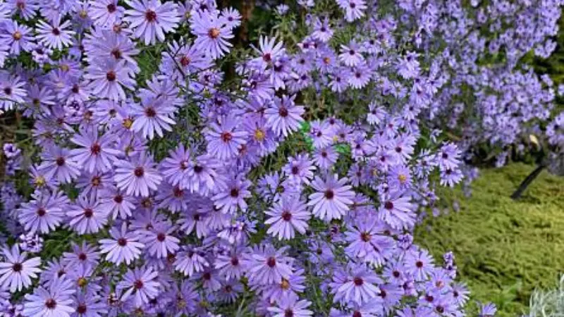 Cascading lavender michaelmas daisy flowers in a garden border