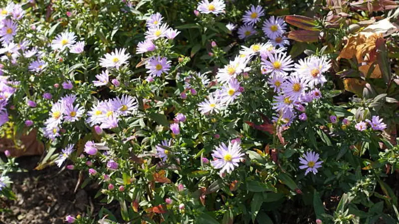 Pale purple michaelmas daisy flowers with yellow centers