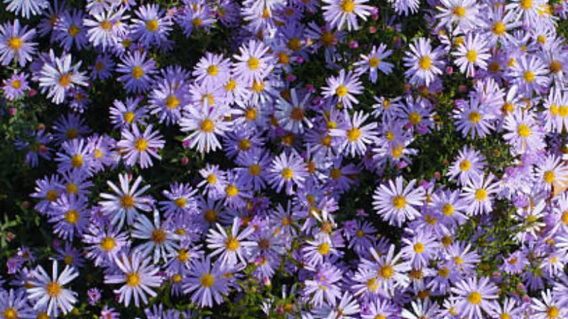 Dense carpet of purple michaelmas daisy flowers with orange centers