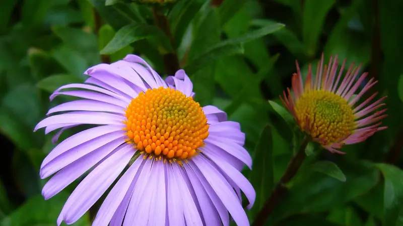 Purple michaelmas daisy flower with orange center and bud