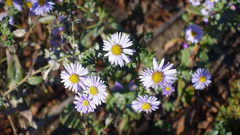 Light purple michaelmas daisy flowers growing among dried leaves