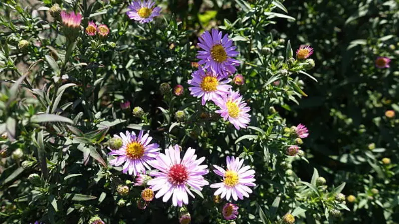 Purple and pink michaelmas daisy flowers with unopened buds
