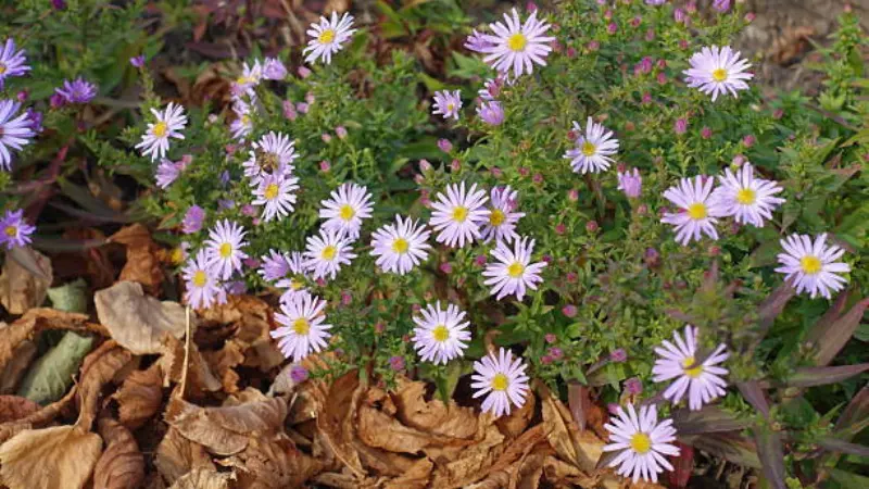 Light purple michaelmas daisy flowers surrounded by autumn leaves