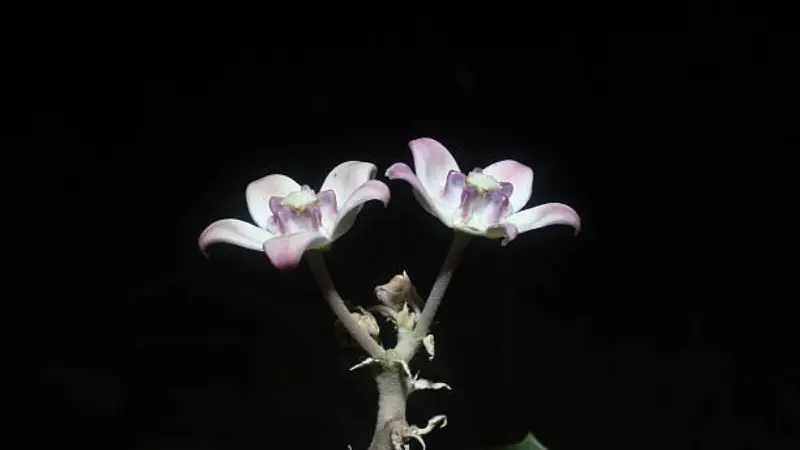 Two pale purple and white Milkweed flowers blooming on a stem against a dark background.