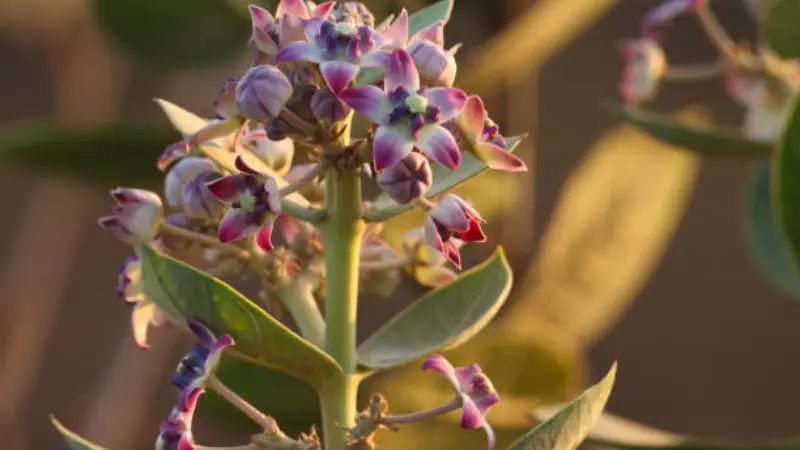 Cluster of pink, purple, and white Milkweed flowers blooming on a stem in warm sunlight.