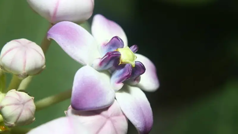 Close-up of a white and purple Milkweed flower with buds showing a yellow-green star-shaped center.