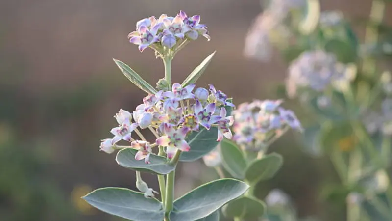 Cluster of pale purple and pink Milkweed flowers blooming among green leaves.