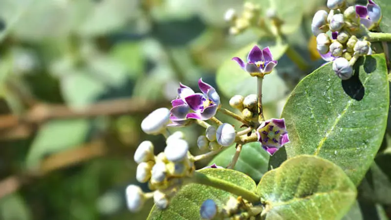 Small dark purple and white Milkweed flowers with round buds growing on a leafy stem.