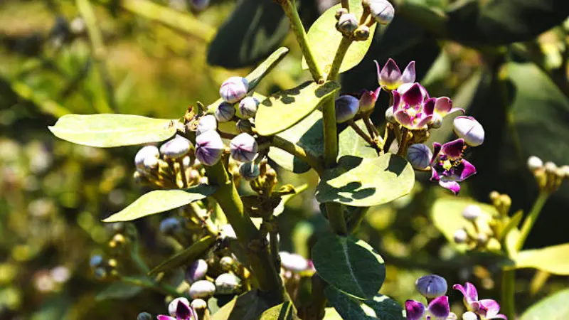 Branch of purple and white Milkweed flowers and buds surrounded by green leaves in sunlight.