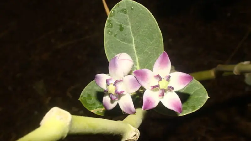 Two purple and white Milkweed flowers blooming on a stem with a dewdrop resting on a nearby leaf.