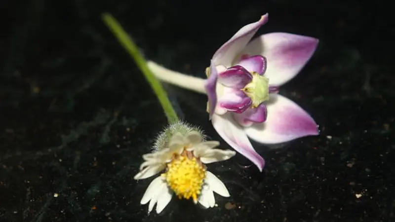 Purple and white Milkweed flower growing beside a small white and yellow daisy-like flower on dark soil.
