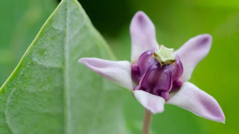 Close-up of a single light purple Milkweed flower showing its star-shaped petals and dark purple center.