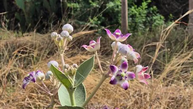 Cluster of purple and white Milkweed flowers and buds growing among tall dried grass.