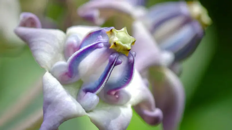 Extreme close-up of a purple and white Milkweed flower showing intricate curled corona structures.