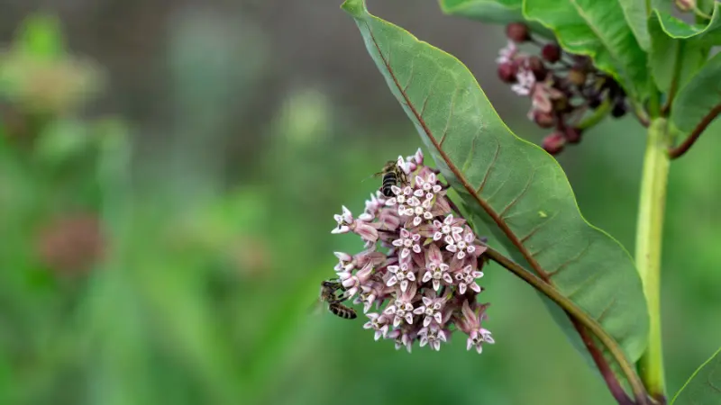 Pink and white Milkweed flowers blooming on a leafy stem with a bee visiting the blossoms.